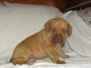 DogueDeBordeaux